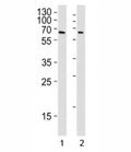 YY1 antibody western blot analysis in Daudi and U251 lysate. Predicted molecular weight 68/40 kDa.