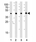 Western blot analysis of lysate from (1) HepG2, (2) MCF-7 cell line, (3) human liver and (4) rat liver tissue using IDH1 antibody at 1:1000. Predicted molecular weight ~46 kDa.
