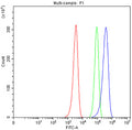 Flow cytometry testing of fixed human HEL cells with ICAM2 antibody at 1ug/million cells (blocked with goat sera); Red=cells alone, Green=isotype control, Blue= ICAM2 antibody.