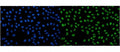 Immunofluorescent staining of FFPE human U-2 OS cells with IGF2-AS antibody (green) and DAPI nuclear stain (blue). HIER: steam section in pH6 citrate buffer for 20 min.