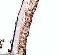 IHC staining of FFPE zebrafish skin tissue with Zebrafish Vangl2 antibody, HRP-labeled secondary and DAB substrate. HIER: boil tissue sections in pH8 EDTA for 20 min and allow to cool before testing.