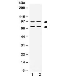 Western blot testing of human 1) SW620 and 2) U-2 OS lysate with PML antibody at 0.5ug/ml. Expected molecular weight: multiple isoforms from 47-97 kDa.