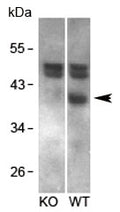 Western blot testing of mouse brain and KO mouse brain lysates with RCAN1 antibody at 1ug/ml.