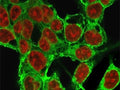 Immunofluorescent staining of methanol-fixed HepG2 cells with Glypican-3 antibody (green, clone SGPN3-1) and Reddot nuclear stain (red).