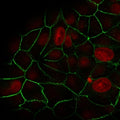 Immunofluorescent staining of human MCF7 cells with recombinant E-Cadherin antibody (green, clone rCDH1/1525) and Reddot nuclear stain (red).
