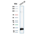 Western blot testing of human COLO-38 cell lysate with recombinant MLANA antibody (clone rMLANA/9404). Expected molecular weight ~20 kDa with possible doublet.