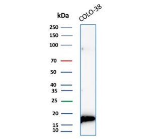 Western blot testing of human COLO-38 cell lysate with recombinant MLANA antibody (clone rMLANA/9404). Expected molecular weight ~20 kDa with possible doublet.