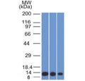Western blot testing of human 1) HeLa, 2) A549 and 3) A431 cell lysate with S100A4 antibody (clone S100A4/1482). Predicted molecular weight ~12 kDa.