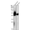 All lanes use the antibody at 1:2000 dilution for 1 hour at room temperature. Predicted molecular weight ~50 kDa.