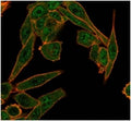 Immunofluorescent staining of PFA-fixed human HeLa cells using HDAC6 antibody (green, clone PCRP-HDAC6-1A4) and phalloidin (red).
