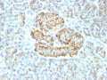 IHC testing of FFPE human pancreas with recombinant TNFa antibody (clone TNF/1500R). Required HIER: steam sections in pH 9 10mM Tris with 1mM EDTA for 10-20 min.