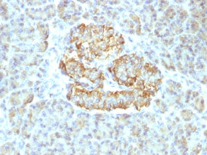 IHC testing of FFPE human pancreas with recombinant TNFa antibody (clone TNF/1500R). Required HIER: steam sections in pH 9 10mM Tris with 1mM EDTA for 10-20 min.
