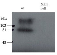 Western blot testing of total melanocyte PNS (200ug per lane) of wild-type and leaden (Mlph null) mice with Melanophilin antibody at 0.5ug/ml. The upper band may represent the stacking-separating gel interface.