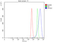 Flow Cytometry analysis of Hela cells using anti-STK32C antibody. Overlay histogram showing Hela cells stained with (Blue line). To facilitate intracellular staining, cells were fixed with 4% paraformaldehyde and permeabilized with permeabilization buffer. The cells were blocked with 10% normal goat serum. And then incubated with rabbit anti-STK32C antibody (1 ug/million cells) for 30 min at 20oC.