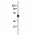 CREB antibody western blot analysis in HT29 lysate. Predicted molecular weight is 37 kDa but routinely observed at ~43 kDa.