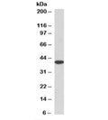 Western blot testing of mouse liver lysate with MRG15 antibody at 3.3ug/ml. An NAP blocker was used in place of non-fat milk as blocking solution and diluent. (1)