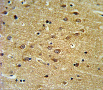 IHC testing of FFPE human brain tissue with EH domain-containing protein 3 antibody. HIER: steam section in pH6 citrate buffer for 20 min and allow to cool prior to staining.