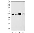 Western blot testing of 1) rat heart, 2) rat brain, 3) mouse heart and 4) mouse brain tissue lysate with Histone Deacetylase 8 antibody. Expected molecular weight: 42-46 kDa.