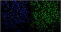 Immunofluorescent staining of FFPE human U-2 OS cells with UHRF1 antibody (green) and DAPI nuclear stain (blue). HIER: steam section in pH6 citrate buffer for 20 min.
