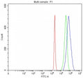 Flow cytometry testing of fixed and permeabilized human 293T cells with MAN1 antibody at 1ug/million cells (blocked with goat sera); Red=cells alone, Green=isotype control, Blue= MAN1 antibody.