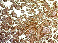 IHC: Formalin-fixed, paraffin-embedded human placenta stained with PLAP antibody (clone SPM593).