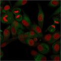 Immunofluorescent staining of permeabilzed human U-87 MG cells with recombinant CD68 antibody (clone rLAMP4/824, green) and Reddot nuclear stain (red).