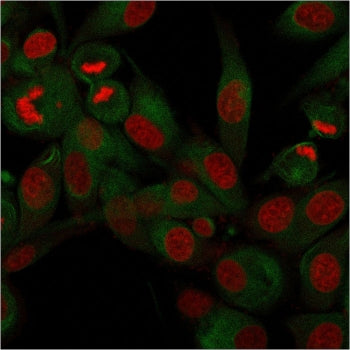 Immunofluorescent staining of permeabilzed human U-87 MG cells with recombinant CD68 antibody (clone rLAMP4/824, green) and Reddot nuclear stain (red).