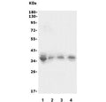 Western blot testing of 1) human HEK293, 2) rat thymus, 3) rat spleen and 4) mouse spleen lysate with XRCC2 antibody. Expected molecular weight: 32-36 kDa.
