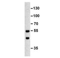 Western blot testing of murine erythroleukemia cell lysate with MINPP1 antibody. Predicted molecular weight ~55 kDa.