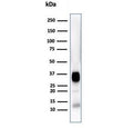 Western blot testing of human Jurkat cell lysate with CD7 antibody (clone CD7/3868R). Expected molecular weight: 25-40 kDa depending on glycosylation level.