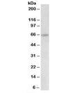 Western blot testing of HeLa lysate with Uromodulin antibody at 0.03ug/ml. Expected molecular weight: 70-105 kDa depending on level of glycosylation.