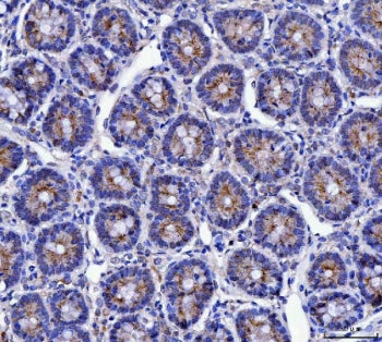IHC staining of FFPE rat stomach tissue with MUC5AC antibody. HIER: boil tissue sections in pH8 EDTA for 20 min and allow to cool before testing.