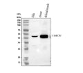 Western blot analysis of LRRC30 using anti-LRRC30 antibody. Lane 1: human Hela whole cell lysates, Lane 2: mouse skeletal muscle tissue lysates. After electrophoresis, proteins were transferred to a nitrocellulose membrane at 150 mA for 50-90 min. Blocked the membrane with 5% non-fat milk/TBS for 1.5 hour at RT.