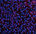 Immunofluorescent staining of SLC7A14 using anti-SLC7A14 antibody (red). SLC7A14 was detected in a paraffin-embedded section of rat brain tissue. Heat mediated antigen retrieval was performed in EDTA buffer (pH 8.0, epitope retrieval solution). The tissue section was blocked with 10% goat serum. The tissue section was then incubated with 5 ug/ml rabbit anti-SLC7A14 antibody overnight at 4oC.