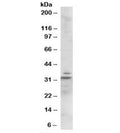 Western blot testing of mouse heart lysate with Lime antibody at 1ug/ml. Predicted molecular weight: 31kDa.