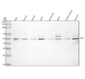 Western blot analysis of ODC1 using anti-ODC1 antibody. Lane 1: human Hela whole cell lysates, Lane 2: human HepG2 whole cell lysates, Lane 3: human LNCAP whole cell lysates, Lane 4: human 293T whole cell lysates, Lane 5: rat thymus tissue lysates, Lane 6: rat RH35 whole cell lysates, Lane 7: mouse NIH/3T3 whole cell lysates. After electrophoresis, proteins were transferred to a nitrocellulose membrane at 150 mA for 50-90 min. Blocked the membrane with 5% non-fat milk/TBS for 1.5 hour at RT.