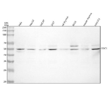 Western blot analysis of ODC1 using anti-ODC1 antibody. Lane 1: human Hela whole cell lysates, Lane 2: human HepG2 whole cell lysates, Lane 3: human LNCAP whole cell lysates, Lane 4: human 293T whole cell lysates, Lane 5: rat thymus tissue lysates, Lane 6: rat RH35 whole cell lysates, Lane 7: mouse NIH/3T3 whole cell lysates. After electrophoresis, proteins were transferred to a nitrocellulose membrane at 150 mA for 50-90 min. Blocked the membrane with 5% non-fat milk/TBS for 1.5 hour at RT.