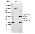 SDS-PAGE analysis of purified, BSA-free Fibronectin antibody (clone Fn-3) as confirmation of integrity and purity.