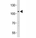 Western blot analysis of K562 lysate and GPR49 antibody at 1:2000.