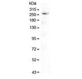 Western blot testing of mouse pancreas lysate with CAD antibody at 0.5ug/ml. Predicted molecular weight ~243 kDa.