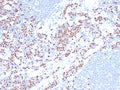 IHC staining of FFPE human lymph node cells (nuclear staining of non-germinal center) using TCF1 alpha antibody (clone LEF1/422R) at 2ug/ml.