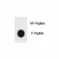 Dot blot analysis of phospho-ULK1 antibody. 50ng of phos-peptide or nonphos-peptide per dot were spotted.