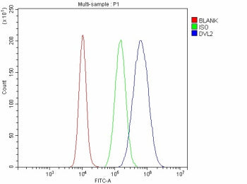 Flow Cytometry analysis of cells using anti-DVL2 antibody. Overlay histogram showing cells stained with (Blue line). To facilitate intracellular staining, cells were fixed with 4% paraformaldehyde and permeabilized with permeabilization buffer. The cells were blocked with 10% normal goat serum. And then incubated with rabbit anti-DVL2 antibody (1 ug/million cells) for 30 min at 20oC. DyLight 488 conjugated goat anti-rabbit IgG (5-10 ug/million cells) was used as secondary antibody for 30 min at 20oC.