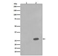 Western blot testing of lysate from human A431 cells 1) untreated or 2) treated with Anisomycin, with phospho-HSP27 antibody (pS78). Expected molecular weight: 24-27 kDa.