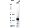 Western blot testing of human HepG2 cell lysate using AKR1C1 antibody (clone AKR1C1/9311). Predicted molecular weight ~37 kDa.