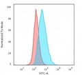 Flow cytometry testing of human Raji cells with HLA-DQ antibody (clone SPV-L3); Red=isotype control, Blue= HLA-DQ antibody.