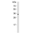 Western blot testing of human MCF7 cell lysate with MOX-2 antibody. Predicted molecular weight ~34 kDa.
