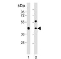 Western blot testing of human 1) 293T and 2) HT-29 cell lysate with GPA33 antibody. Expected molecular weight: 33-43 kDa depending on glycosylation level.