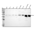 Western blot analysis of METTL26 using anti-METTL26 antibody. Lane 1: human 293T whole cell lysates, Lane 2: human THP-1 whole cell lysates, Lane 3: human Hela whole cell lysates, Lane 4: monkey COS-7 whole cell lysates, Lane 5: rat kidney tissue lysates, Lane 6: rat liver tissue lysates, Lane 7: mouse kidney tissue lysates, Lane 8: mouse liver tissue lysates. After electrophoresis, proteins were transferred to a nitrocellulose membrane at 150 mA for 50-90 min.