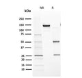 SDS-PAGE analysis of purified, BSA-free CYP1A1/1A2 antibody (clone MC1) as confirmation of integrity and purity.